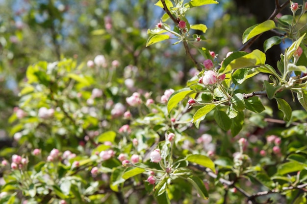 Ramos de macieira florescendo em um pomar de primavera com fundo desfocado.