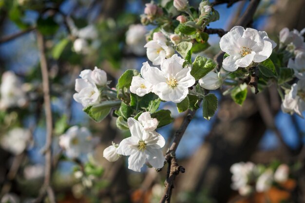 Ramos de macieira florescendo em um pomar de primavera com fundo desfocado.