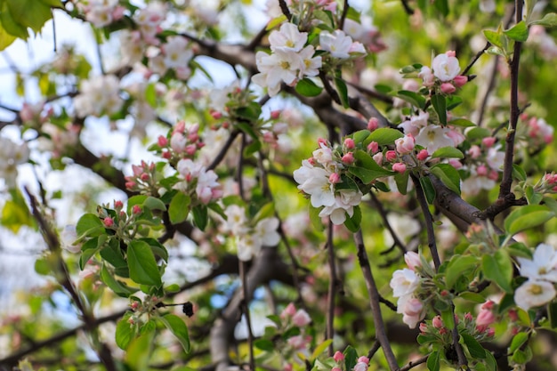 ramos de macieira florescimento close-up