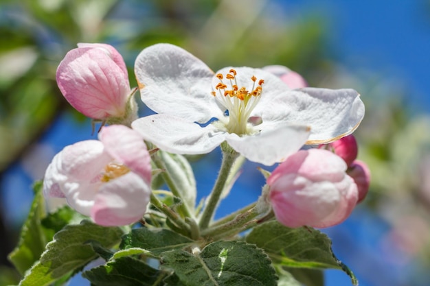 Ramos de macieira no período de floração da primavera com céu azul ao fundo