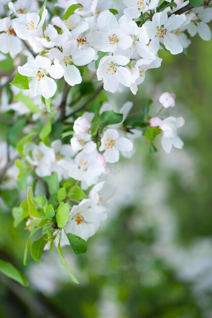 Ramos de macro de macieira florescendo com foco suave no contexto de vegetação suave Linda imagem floral da natureza da primavera