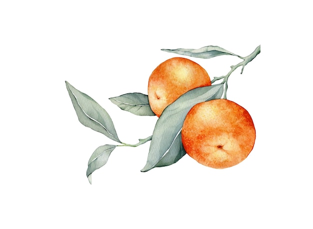 Foto ramos de mandarim com folhas verdes coleção de ilustração de aquarela isolada frutas cítricas laranja