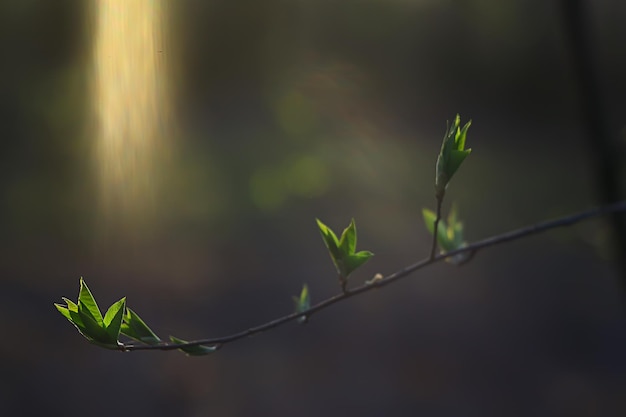 ramos de novas folhas verdes e botões, plano de fundo sazonal, paisagem de abril de março na floresta