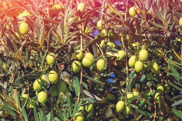 Foto ramos de oliveira com azeitonas verdes fundo natural