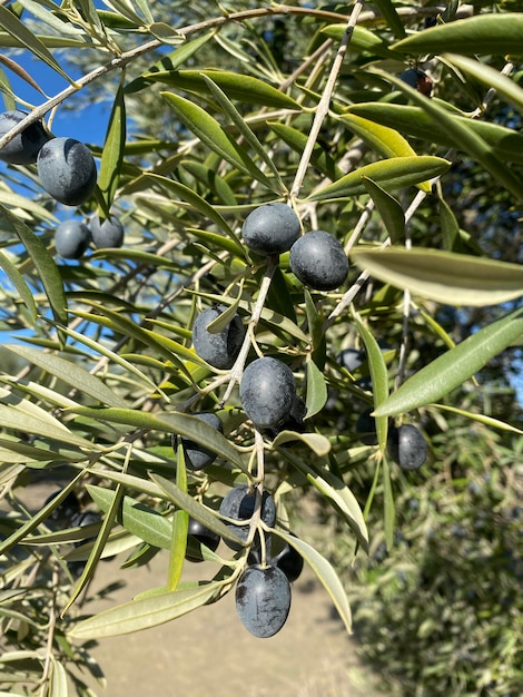 Ramos de oliveira em Jaen Ramos de oliveira com azeitonas pretas Sierra de Cazorla em Jaen Andaluzia