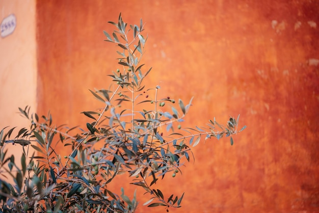 Ramos de oliveira no fundo da parede de gesso terracota em roma itália