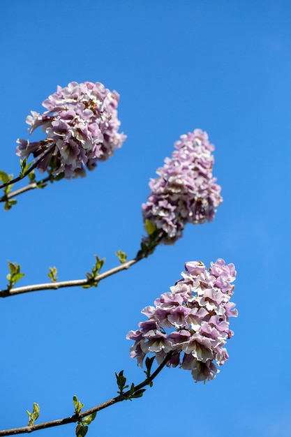 ramos de paulownia florescendo com céu azul