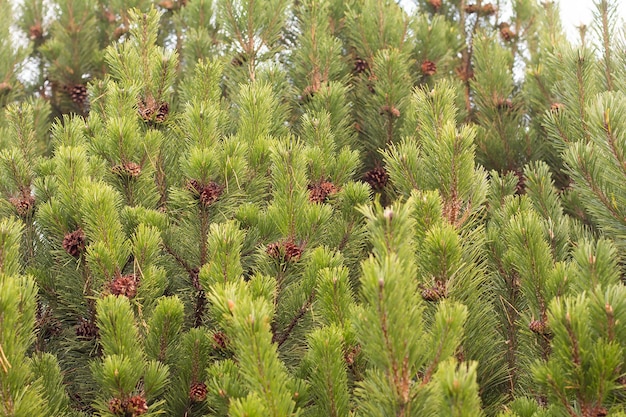 Ramos de pinheiro com fundo festivo de cones