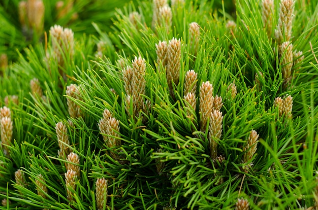 Ramos de pinheiro jovem com close-up de pequenos cones.