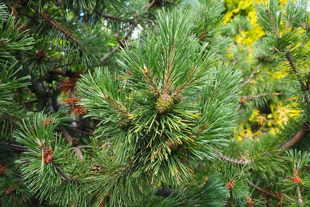 Ramos de pinheiro na hora dourada da noite Pinus pinus um gênero de coníferas e arbustos da família Pinaceae Vida selvagem taiga da Carélia no verão