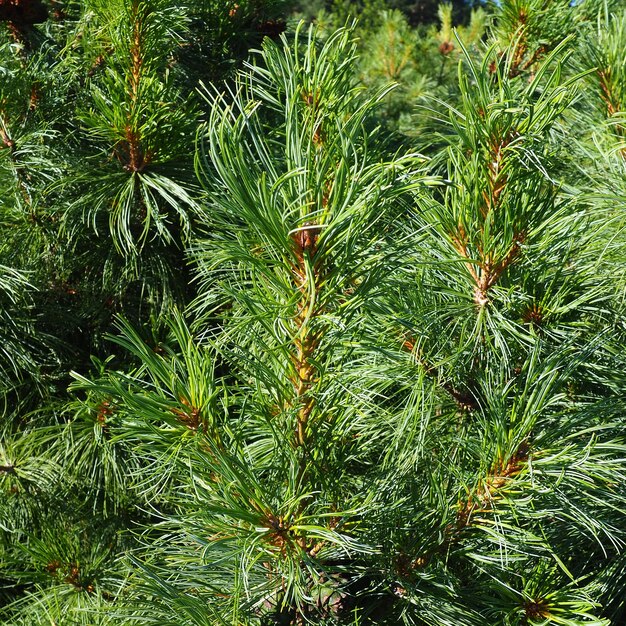 Ramos de pinheiro na hora dourada da noite Pinus pinus um gênero de coníferas e arbustos da família Pinaceae Vida selvagem taiga da Carélia no verão