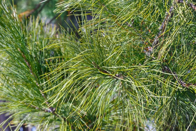 Ramos de pinheiro siberiano ou pinus sibirica com agulhas verdes longas e fofas