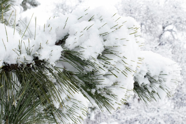 Ramos de pinheiros perenes com cones sob a neve contra o céu Árvores de inverno na neve