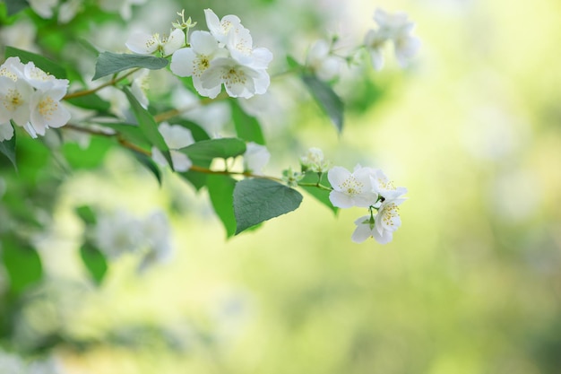 Ramos de plantas floridas em flor natural