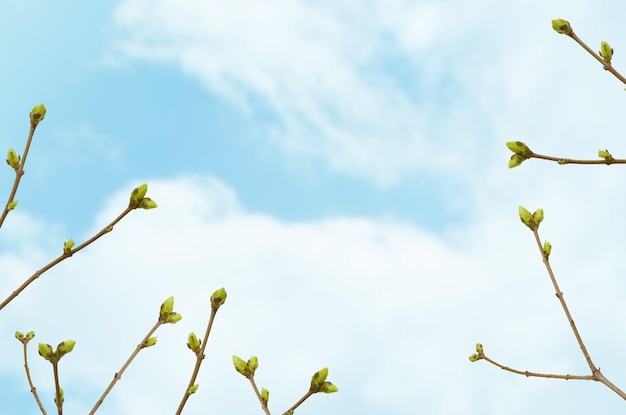 Ramos de primavera com botões florescendo no fundo do céu azul com nuvens