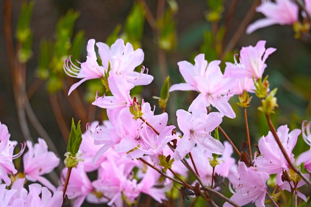 Ramos de rododendro florescem no parque na primavera