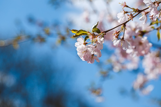 Ramos de sakura com flores em árvores nas ruas da cidade. Árvore com flores na primavera em florescimento branco e rosado. Ramos de cereja ou árvore florescendo na primavera para segundo plano.