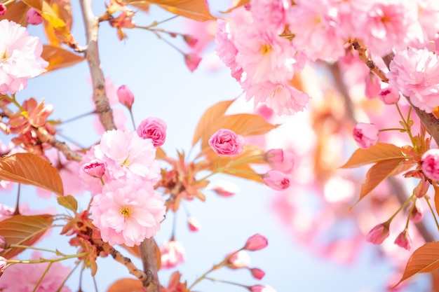 Ramos de sakura em flor. Flores delicadas de sakura Foco suave