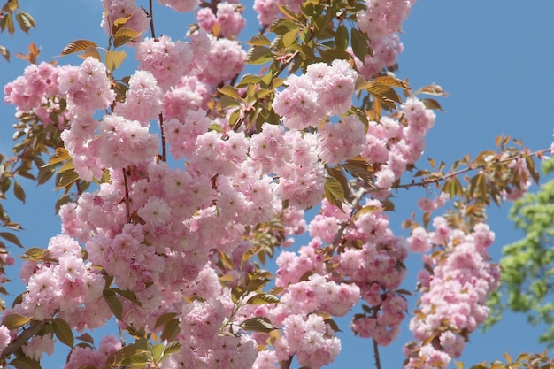 Ramos de sakura florescendo com flores cor-de-rosa contra o céu azul em um dia ensolarado no parque