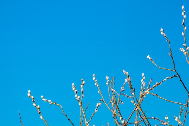 Ramos de salgueiro com botões fofos na primavera tiro de fundo natural da primavera