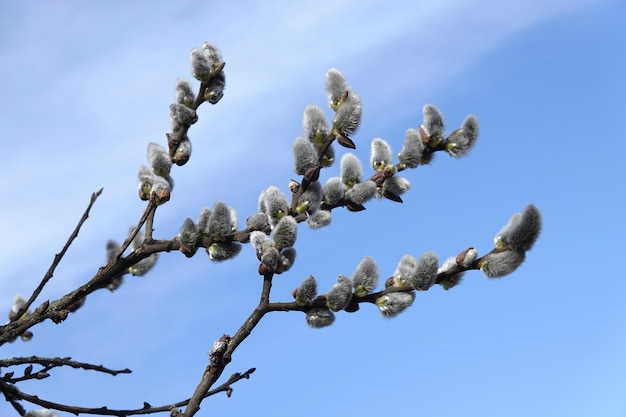 Ramos de salgueiro com brotos jovens e espessos florescem contra o céu azul claro na primavera vista horizontal cl