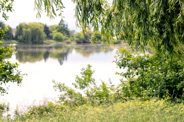 Ramos de salgueiro com folhas verdes pendurados no rio Willow perto da lagoa