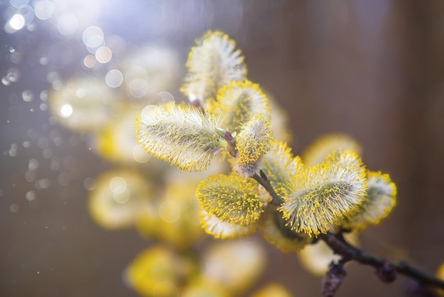 Foto ramos de salgueiro fofos florescendo em closeup de primavera com foco suave no fundo da natureza à luz do sol