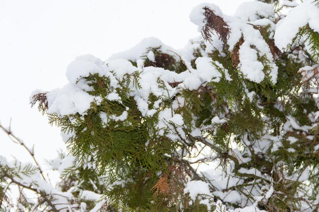 Ramos de thuja cobertos de neve