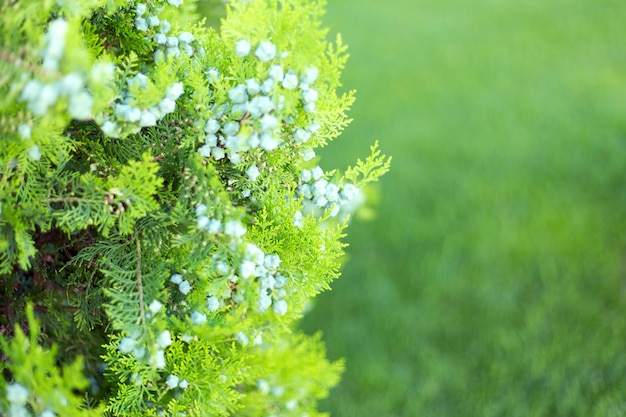 Ramos de Thuja com cones fecham o fundo