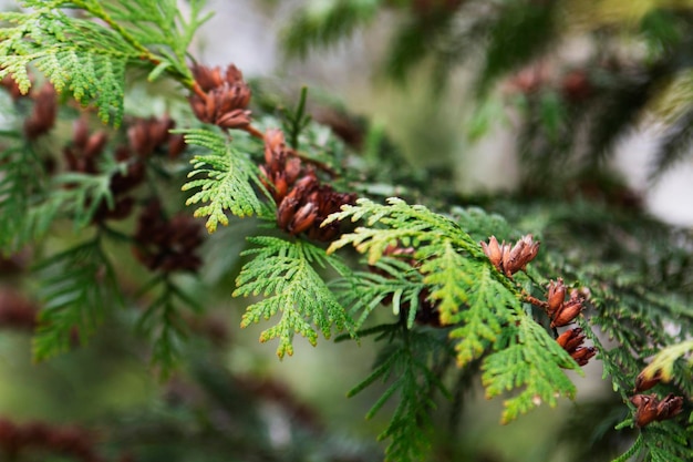 Ramos de thuja verde com flores e sementes no conceito de natureza do parque da cidade