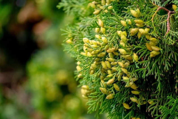 Ramos de thuja verde com sementes em um fundo desfocado