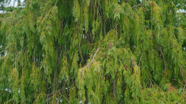 Foto ramos de thuja verde flora natural thuja plicata ainda