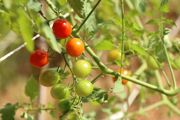 Ramos de tomate cereja