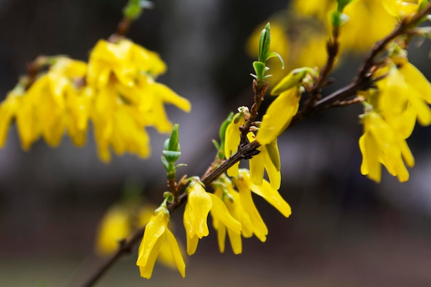 Ramos de um arbusto de floração forsythia em um parque da cidade