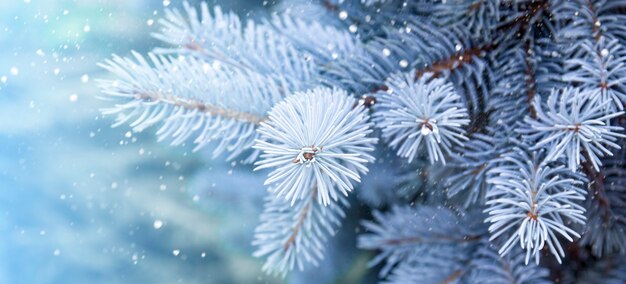 Ramos de um close up de um lindo abeto azul ou pinheiro banner da web de inverno bonito para site com cópia