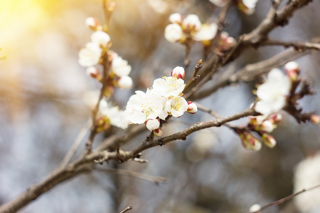 Ramos de um damasco de floração branca com uma luz solar