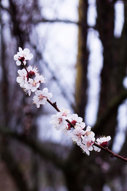 Ramos de um damasco florescendo em um fundo de flor de primavera de céu azul