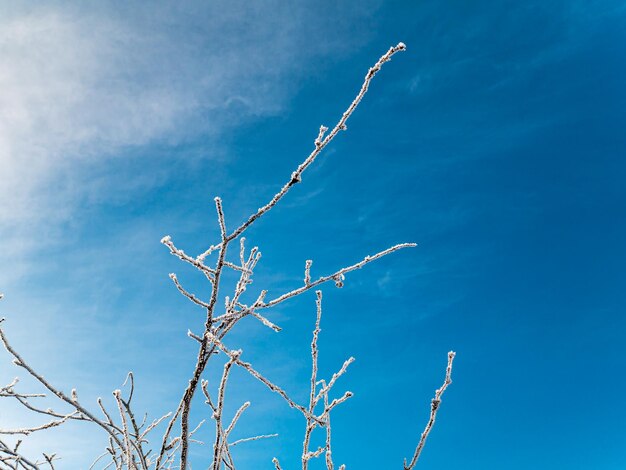 Ramos de uma árvore em geada branca no inverno contra um fundo de céu azul