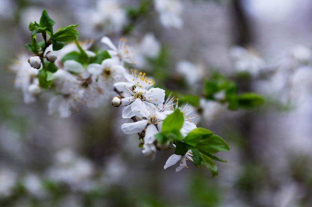 Ramos de uma árvore florescendo contra as flores de ameixa de cereja do céu