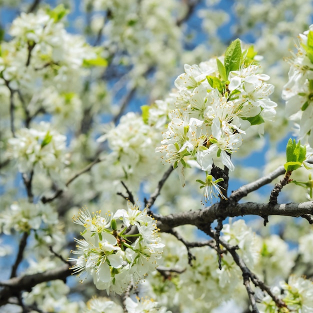 Ramos de uma árvore frutífera repleta de flores brancas