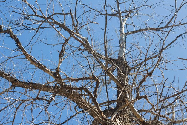 Ramos de uma árvore seca no céu azul