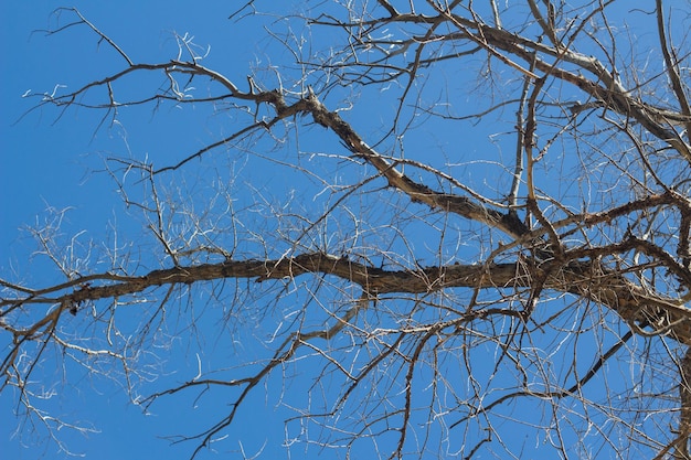 Ramos de uma árvore seca no céu azul