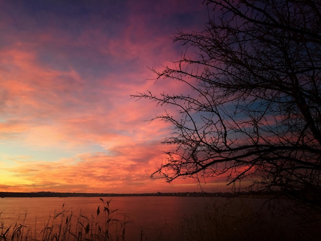 Ramos de uma árvore sem folhas no fundo do pôr do sol