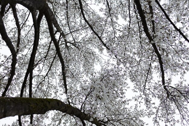 Ramos de uma grande magnólia de floração na perspectiva do céu de chuva