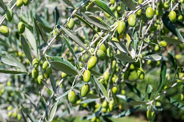 Ramos de uma oliveira com frutos verdes e folhas para um fundo natural abstrato