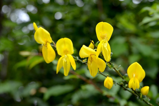 Ramos de vassoura com flores amarelas