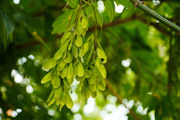 Ramos de verão da árvore de bordo com folhas verdes e sementes Summe