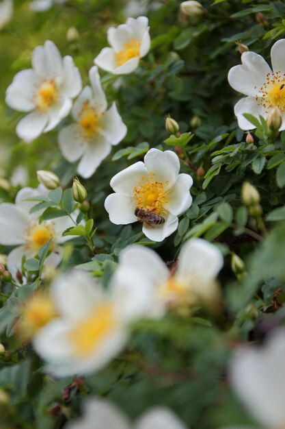 Ramos do arbusto de jasmim em flor com flores brancas e folhas verdes. Ramo de close-up com flores de jasmim no jardim