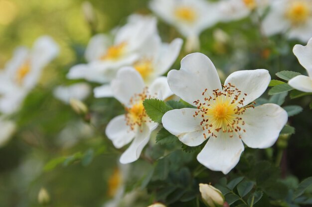 Ramos do arbusto de jasmim em flor com flores brancas e folhas verdes. Ramo de close-up com flores de jasmim no jardim