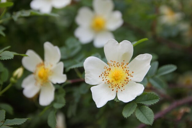 Ramos do arbusto de jasmim em flor com flores brancas e folhas verdes. Ramo de close-up com flores de jasmim no jardim